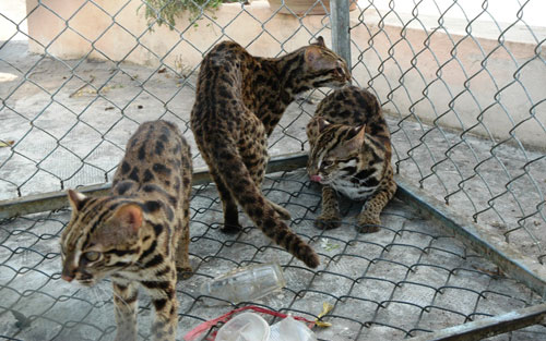 Vướng mắc về việc xử lý tài sản là vật nuôi, tài sản tươi sống, mau hỏng.