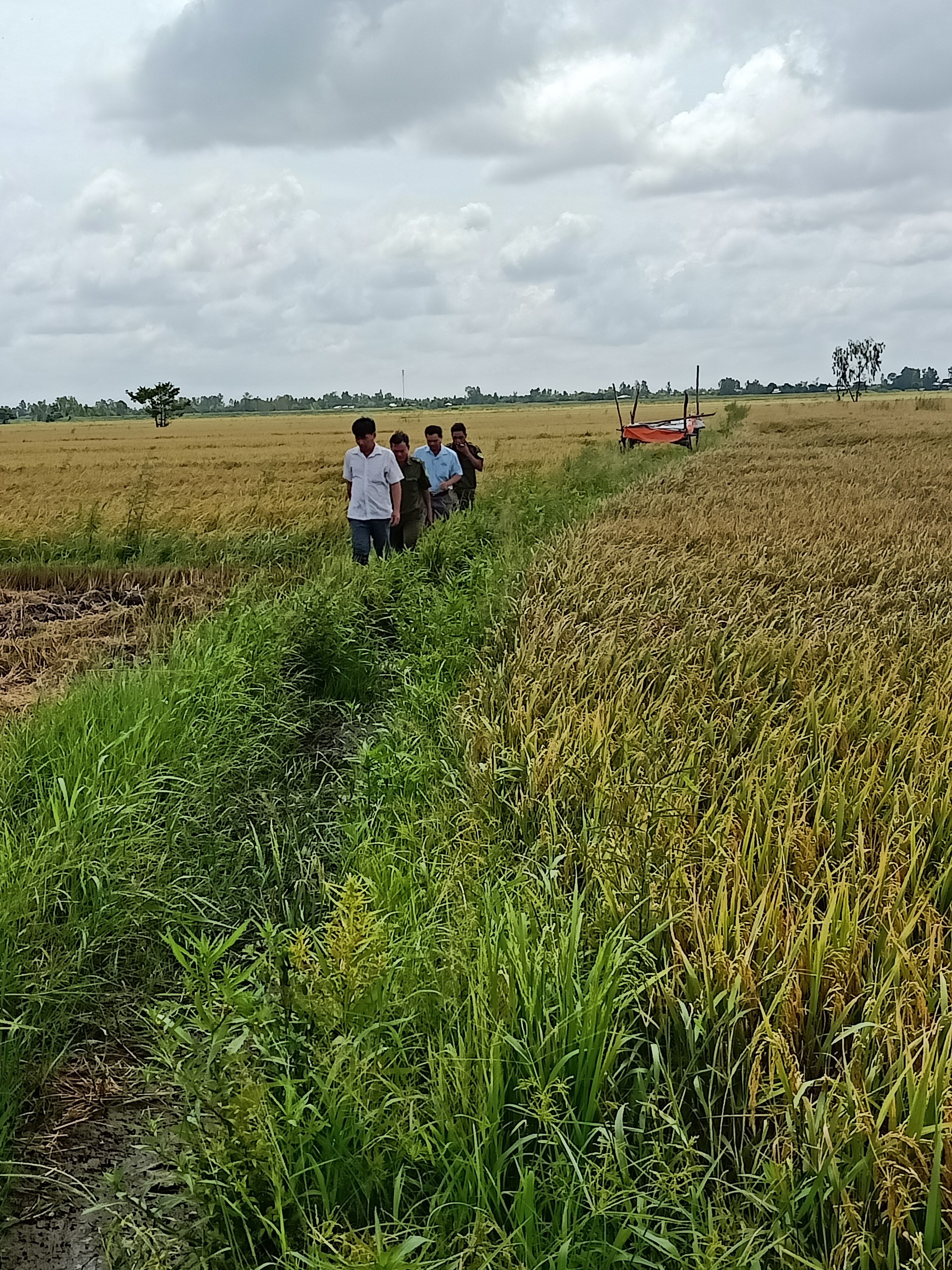 Cưỡng chế giao quyền sử dụng đất cho người mua trúng đấu giá