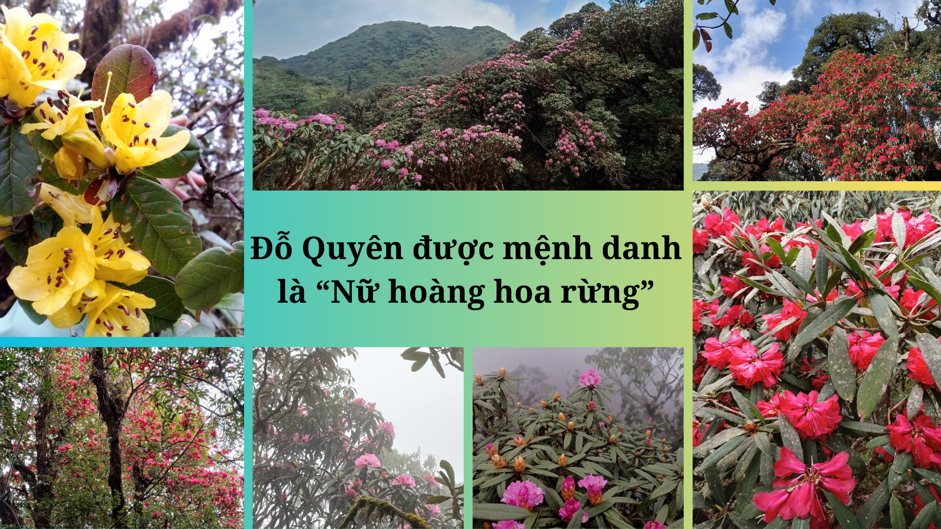 Đỗ Quyên được mệnh danh "Nữ hoàng hoa rừng"