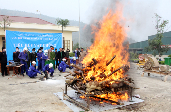 Sáng 16/2, Cục Thi hành án dân sự tỉnh đã tiến hành tiêu huỷ vật chứng gồm ma tuý và ngà voi.