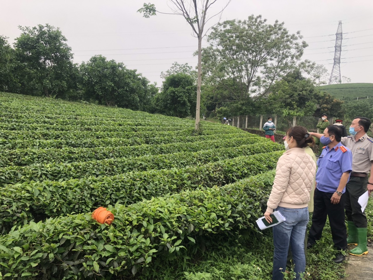 Chi cục THADS huyện Yên Sơn: Giao tài sản thi hành án cho Công ty cổ phần chè Mỹ Lâm