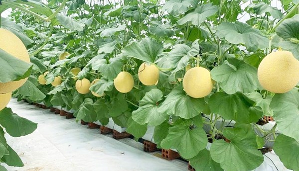 Ảnh đại diện Chuyển đổi số mở lối cho nông nghiệp xanh