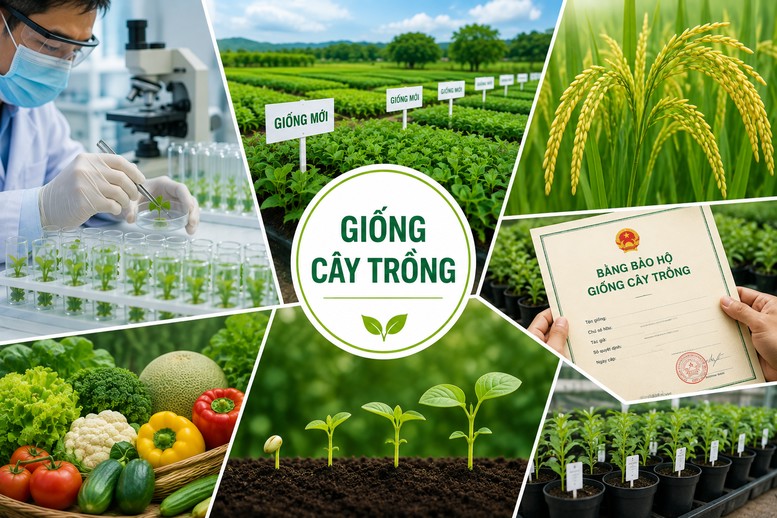 Ảnh Đề xuất thống nhất đầu mối quản lý nhà nước về bảo hộ quyền đối với giống cây trồng